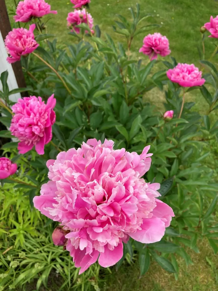 Syv rosa peoner. Nærbilde av en peon med andre peoner i bakgrunn.