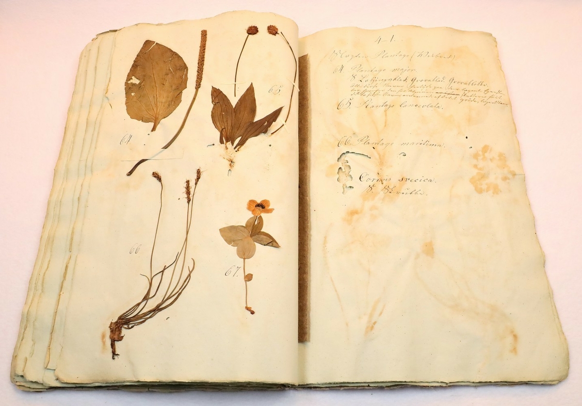 Plante nr. 67 frå Ivar Aasen sitt herbarium.  