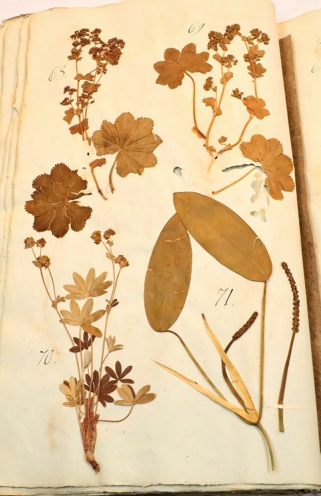 Plante nr. 69 frå Ivar Aasen sitt herbarium.  