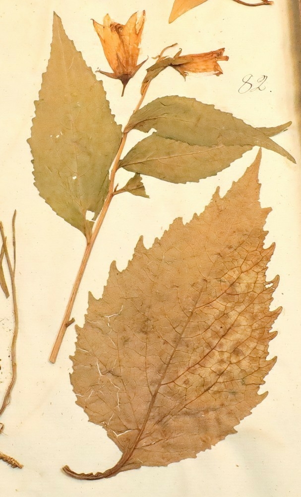 Plante nr. 82 frå Ivar Aasen sitt herbarium.  
