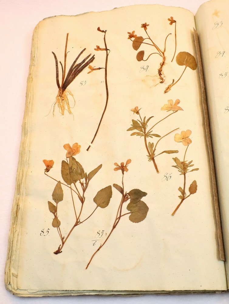 Plante nr. 85b frå Ivar Aasen sitt herbarium.  
