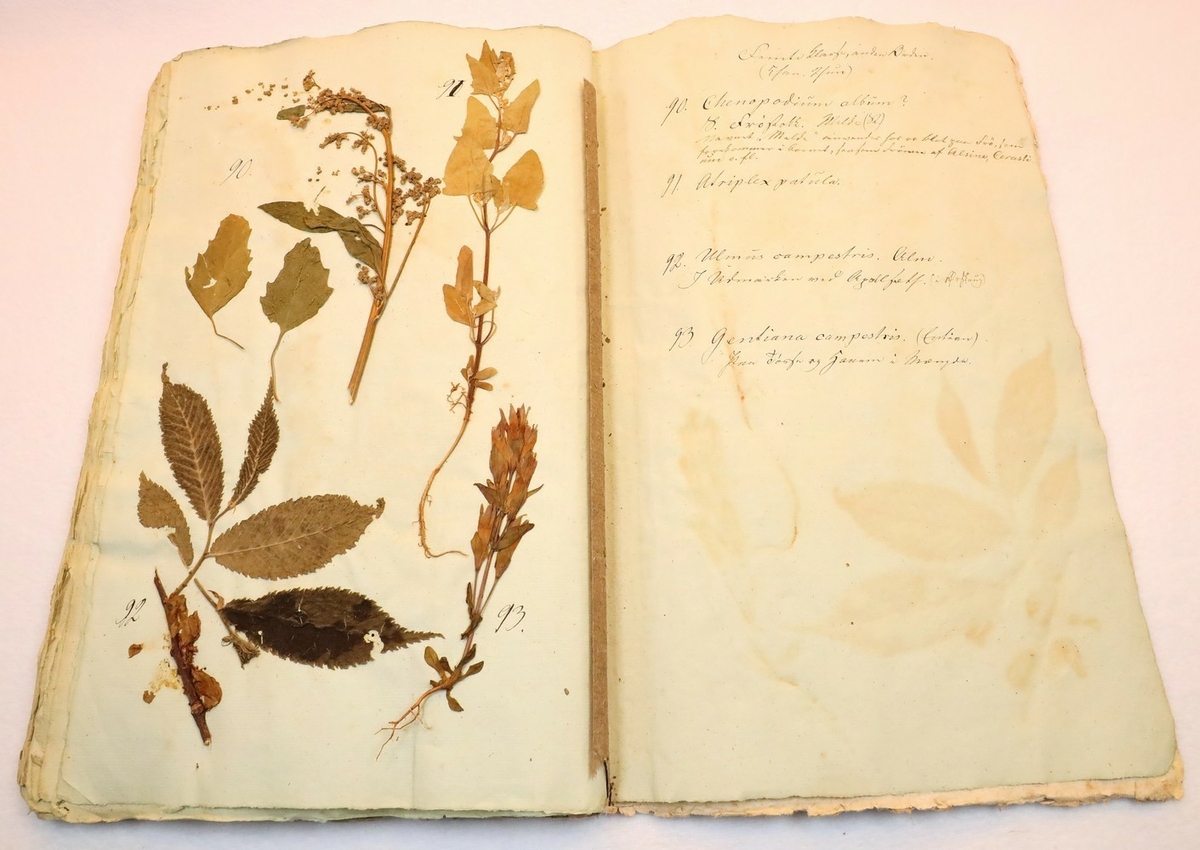 Plante nr. 93 frå Ivar Aasen sitt herbarium.  