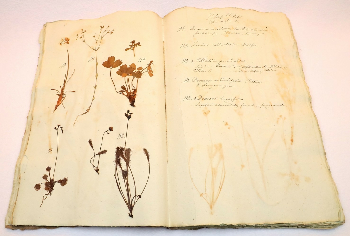 Plante nr. 110 frå Ivar Aasen sitt herbarium.  