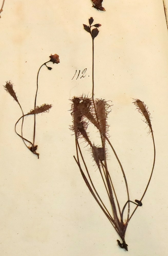 Plante nr. 112 frå Ivar Aasen sitt herbarium.  