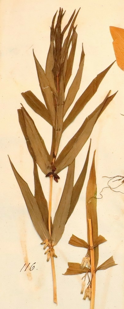 Plante nr. 116 frå Ivar Aasen sitt herbarium.  