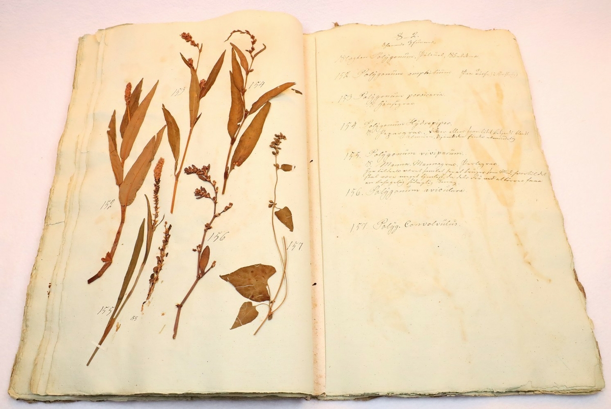 Plante nr. 155 frå Ivar Aasen sitt herbarium.  
