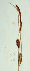 Trådstorr-Carex lasiocarpa