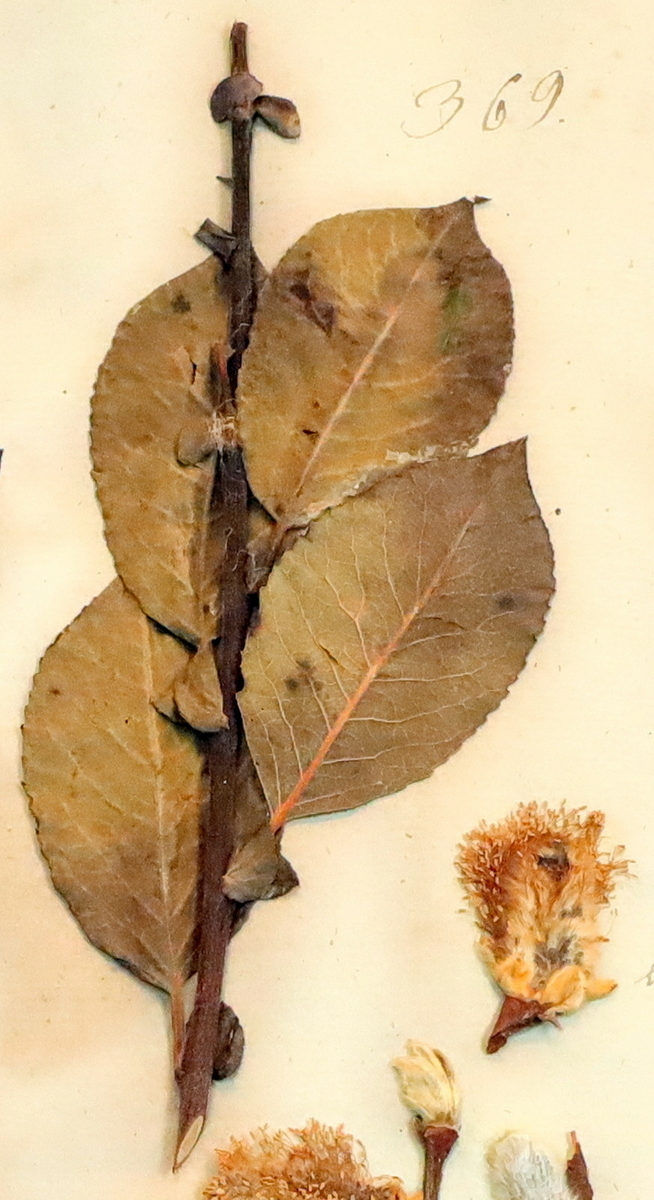Plante nr. 369 frå Ivar Aasen sitt herbarium.  


Planten er i same art som nr. 368 frå herbariet