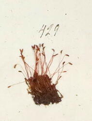 Ugrasvegmose-Ceratodon purpureus