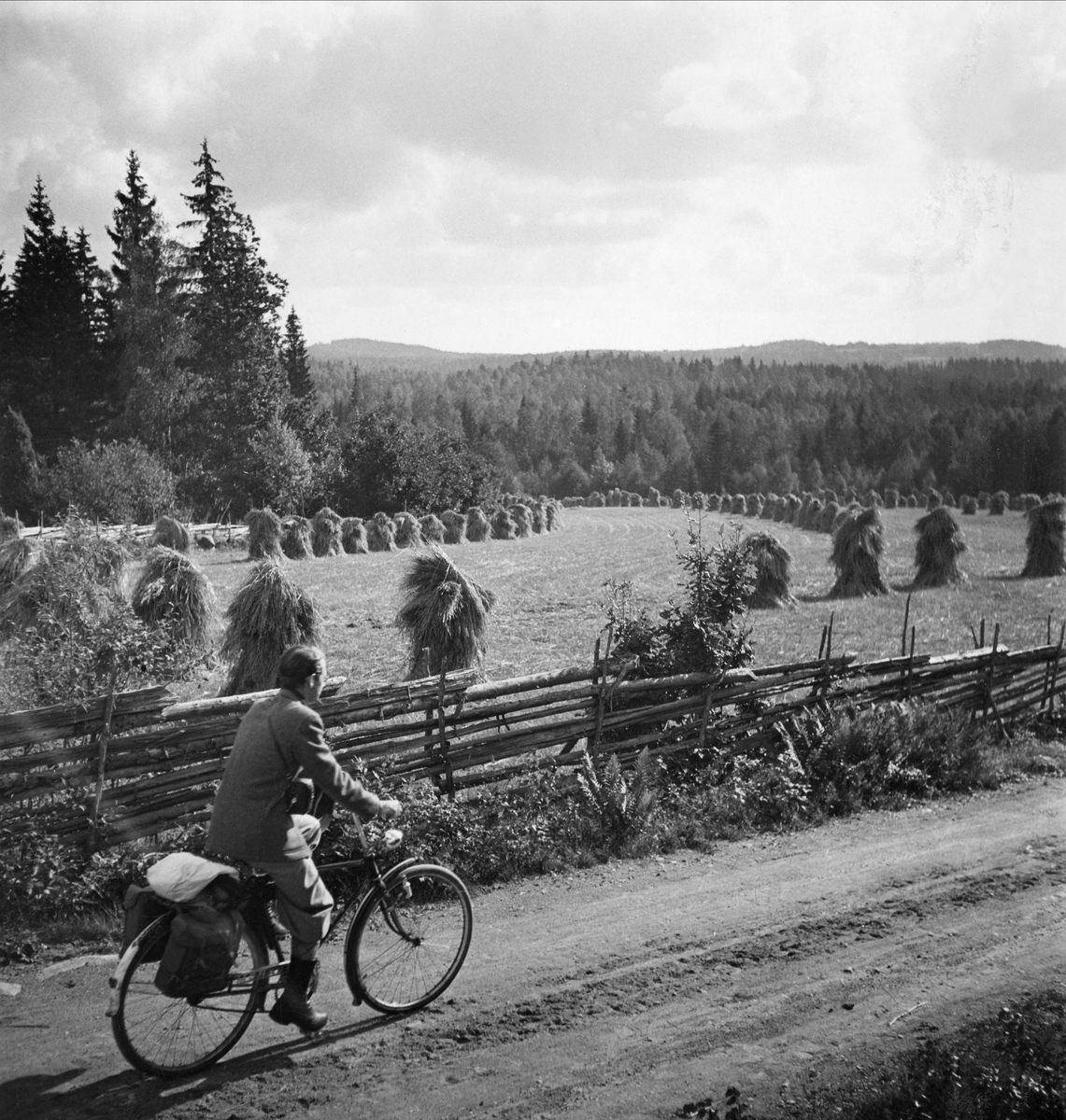 Ensam manlig cyklist på grusväg bredvid gärdesgår och lägda (åker) med många höhässjor.