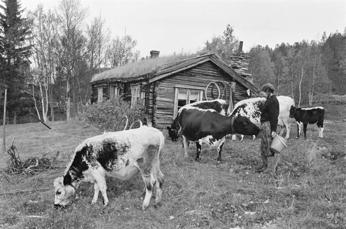 En kvinne går blant en flokk med kyr.