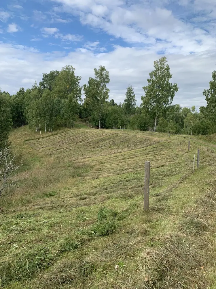 Bildet viser et jordet som er slått med ljå. Gresset ligger i ranker.