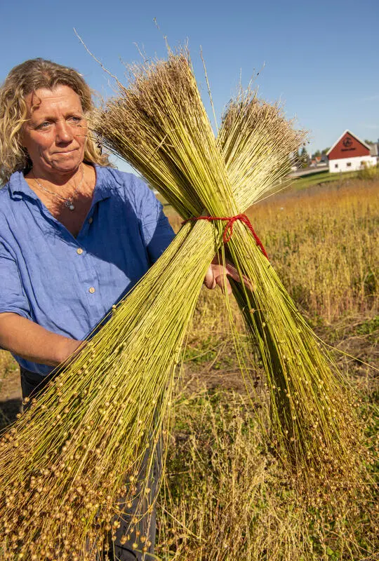 Kvinne i blå skjorte holder fram to bunter med nyhøstet lin.