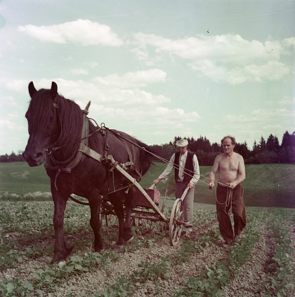 Radrensing med hest. Ole Stokker og Håkon Olsen på Sørum. Ca 1965