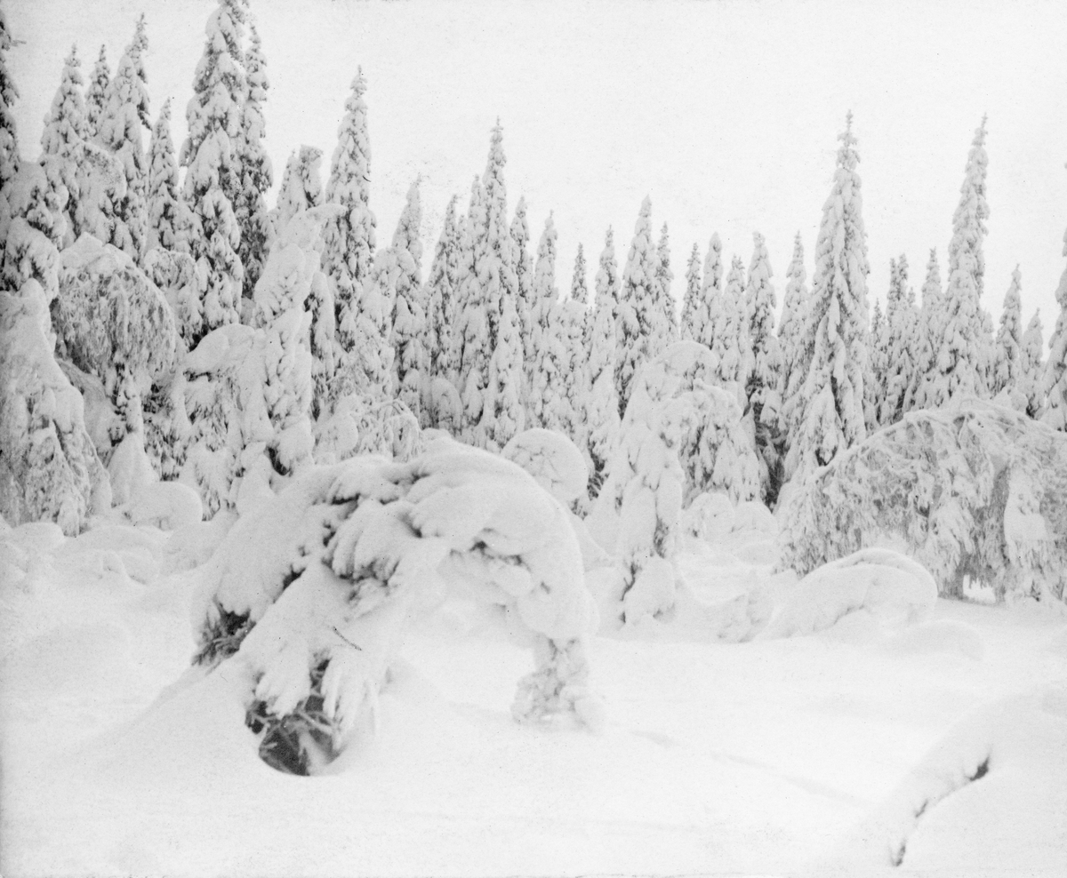 Snøtung granskog jula 1903.  I forgrunnen ei forholdsvis åpen flate med enkelttrær som er bøyd under snøtyngden.  Tettere bestand i bakgrunnen. Fra Voksenåsen eller Frognersæterskogen. 