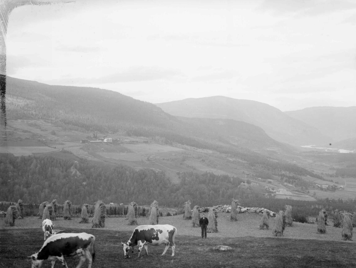 03.10.1909. Utsikt fra Klyphaugen. Mann, kyr på beite, kornband, skogkledd åsside med bebyggelse, elv