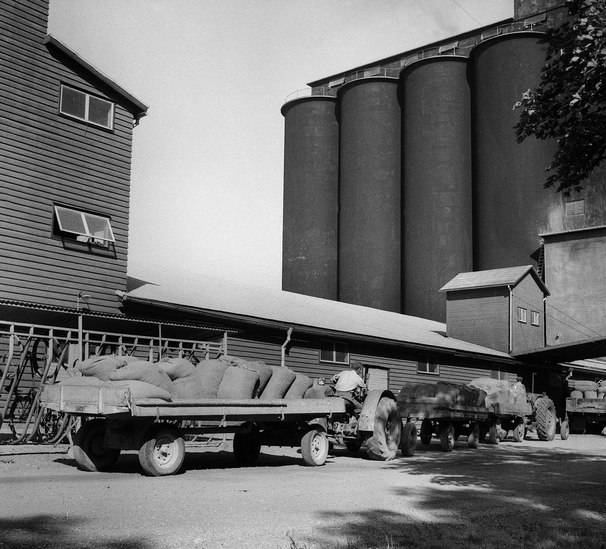 Bönderna får köa för att leverera årets rapsskörd, 1955.