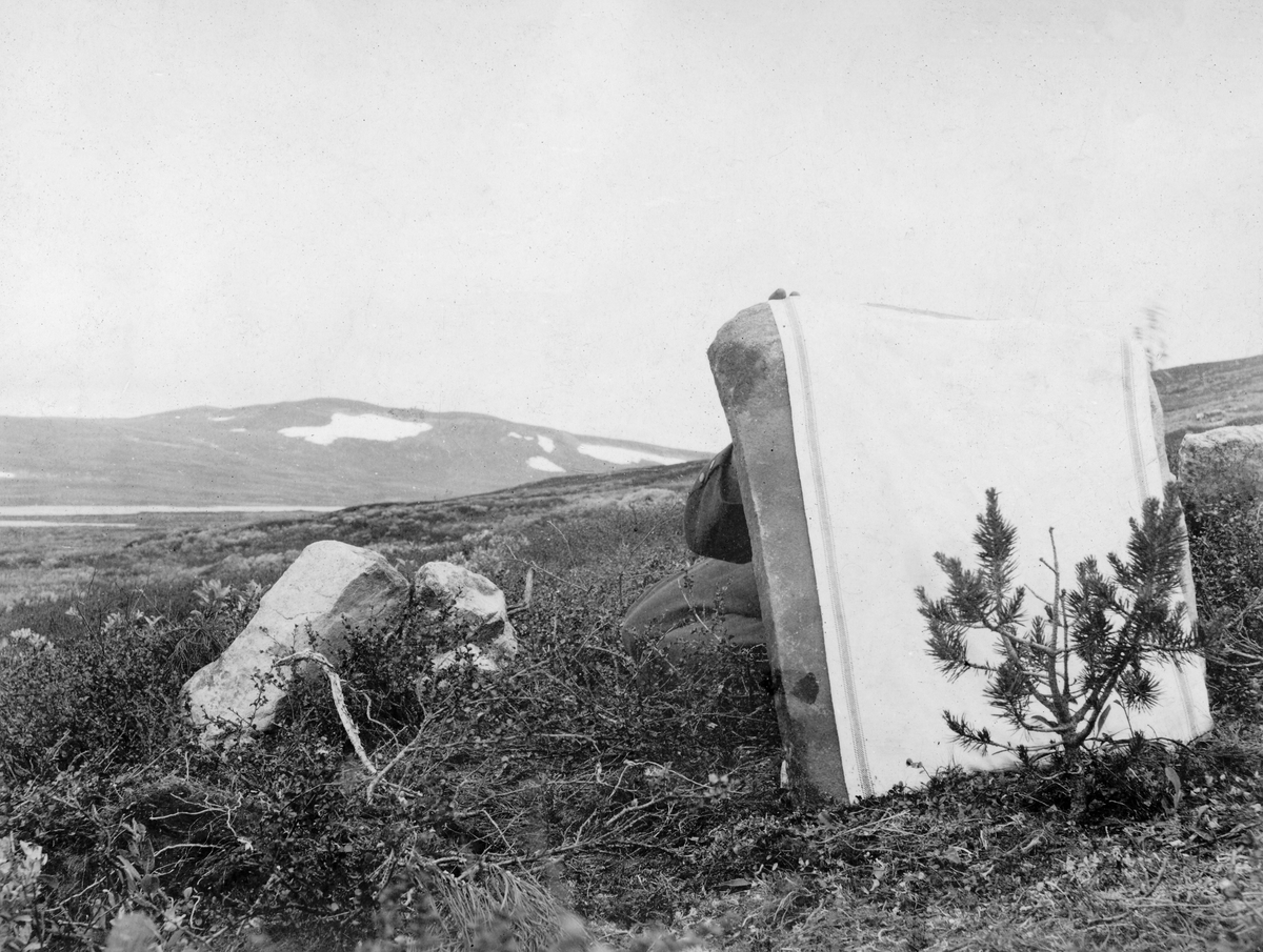 Fotografering av sjølsådd furutre ved Skaupsjøen på Hardangervidda.  Furua ses til venstre i bildeflata. Bak dem ligger en mann og holder opp et kvitt klede som skal danne bakgrunn for fotografiet.  Bak mannen igjen ses lyng- og risbevokste fjellvidder med enkelte snøflekker. Øverst i høyre hjørne ses en rørformet gjenstand mot den kvite himmelen. 