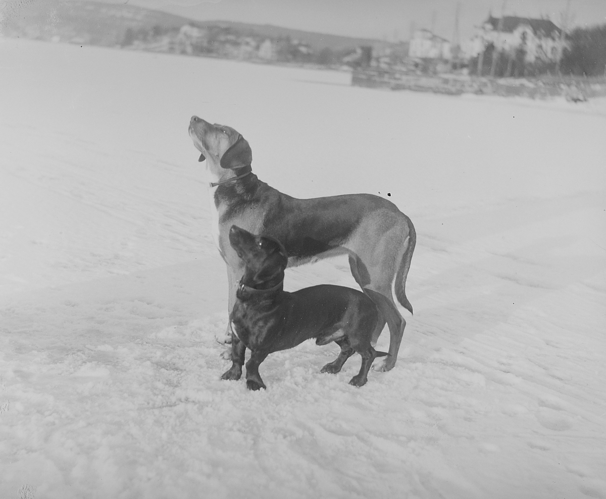 To hunder på snødekket jorde, ser opp på  noe spennende som tar oppmerksomheten.
