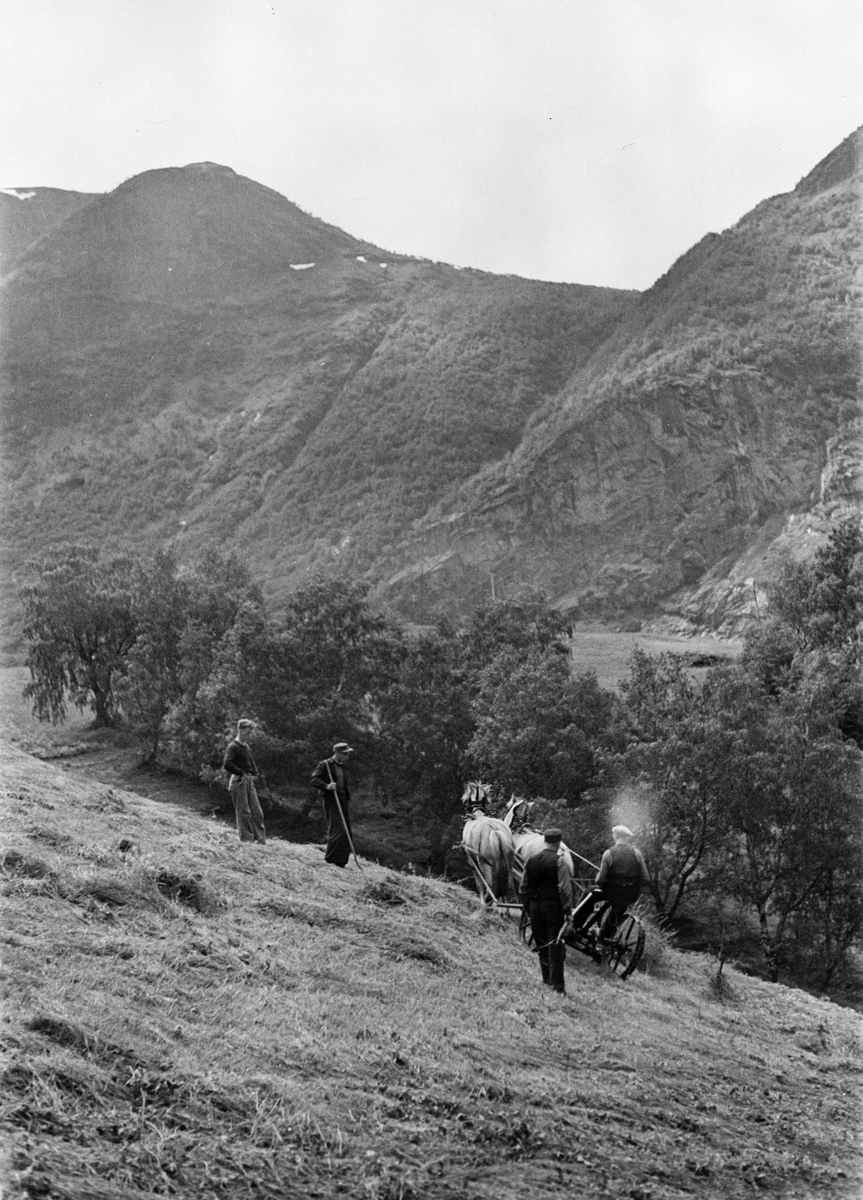 Høyet berges i fjellsiden.  Hester forspent slåmaskinen og slåttekarene tar tak.