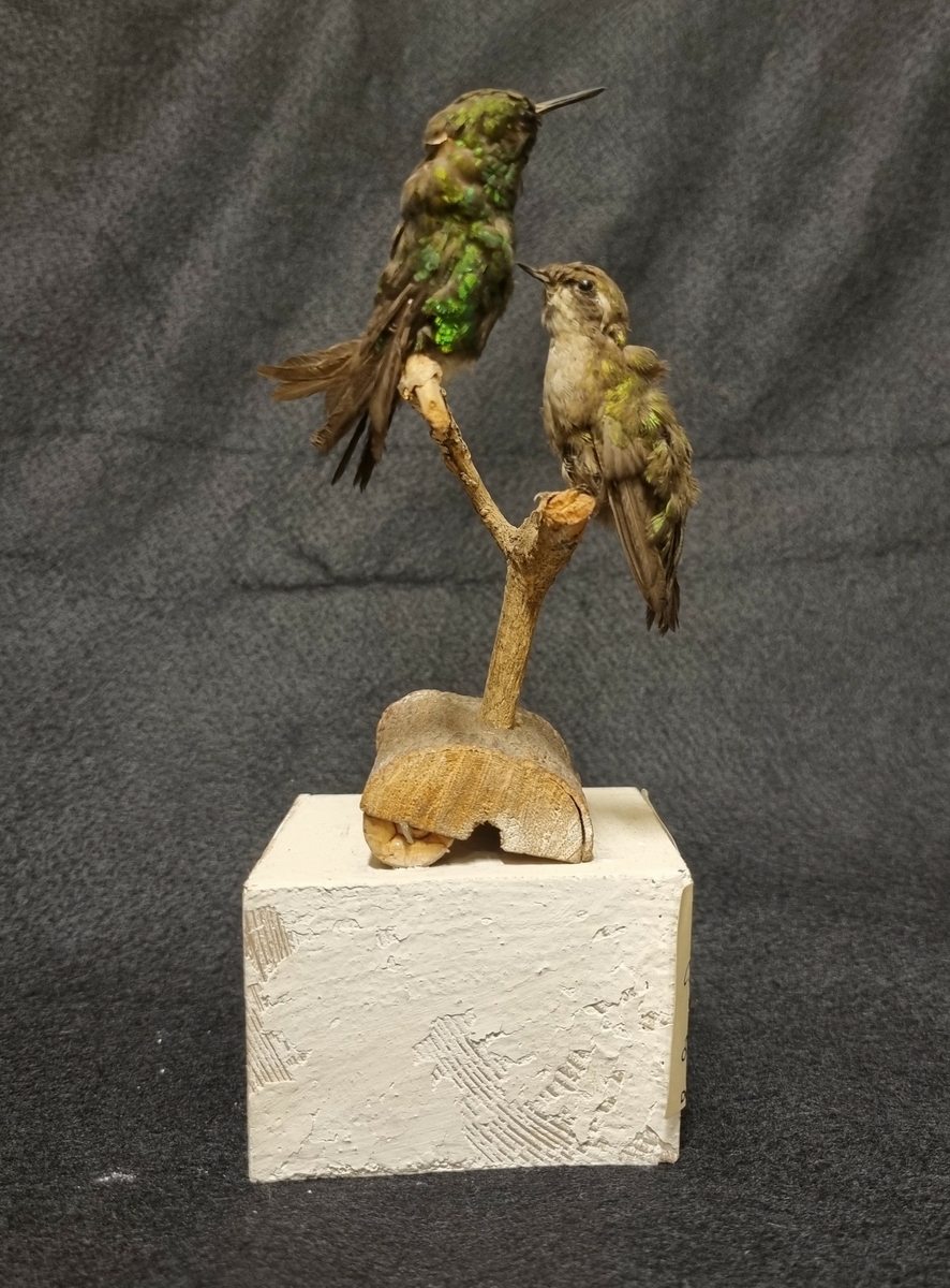 Två monterade kolibrier från Papayan, Colombia. 

Gåva av Sven Acke Ek, Vänersborg.