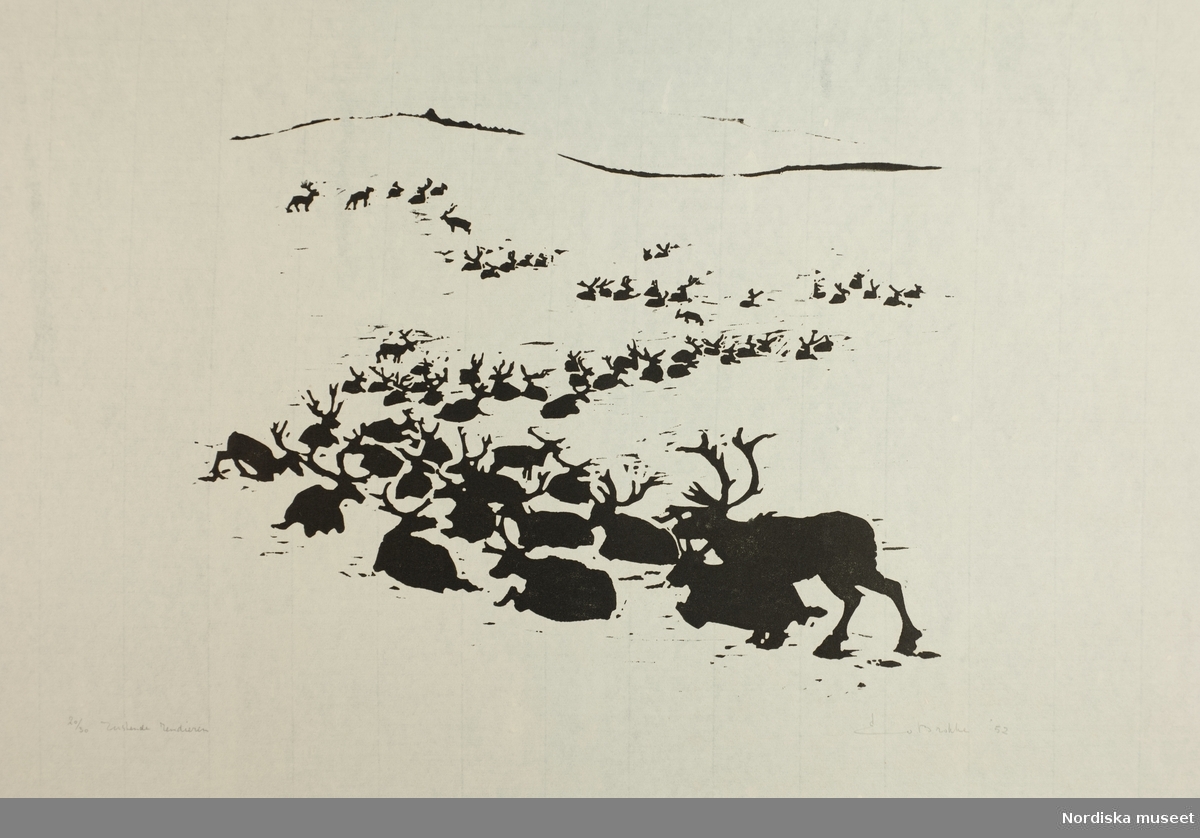 Grafiskt tryck, linoleum. Renar som vandrar i älv. Utfört av den nederländske konstnären Enno Brokke (1919-2007), 1952. L.A. 1425