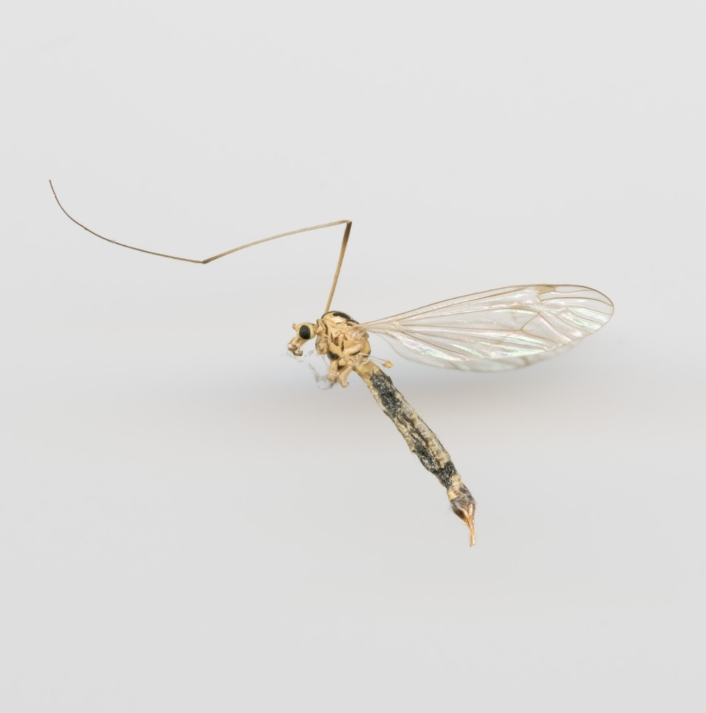 Insekt, inngår i serien "Light Trap".