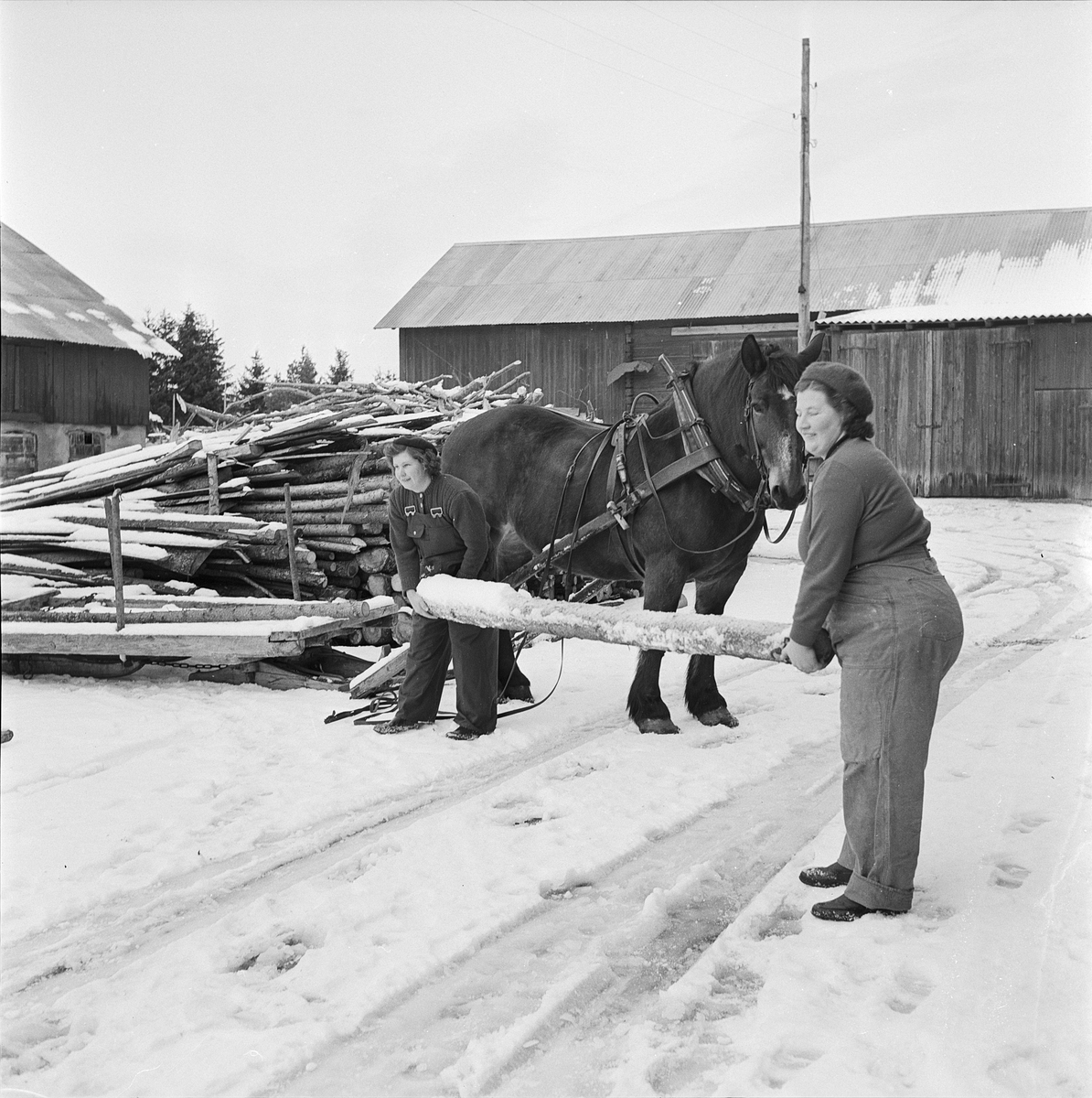 Skogsbrukande systrar lastar av timmer, Ullfors, Uppland 1957