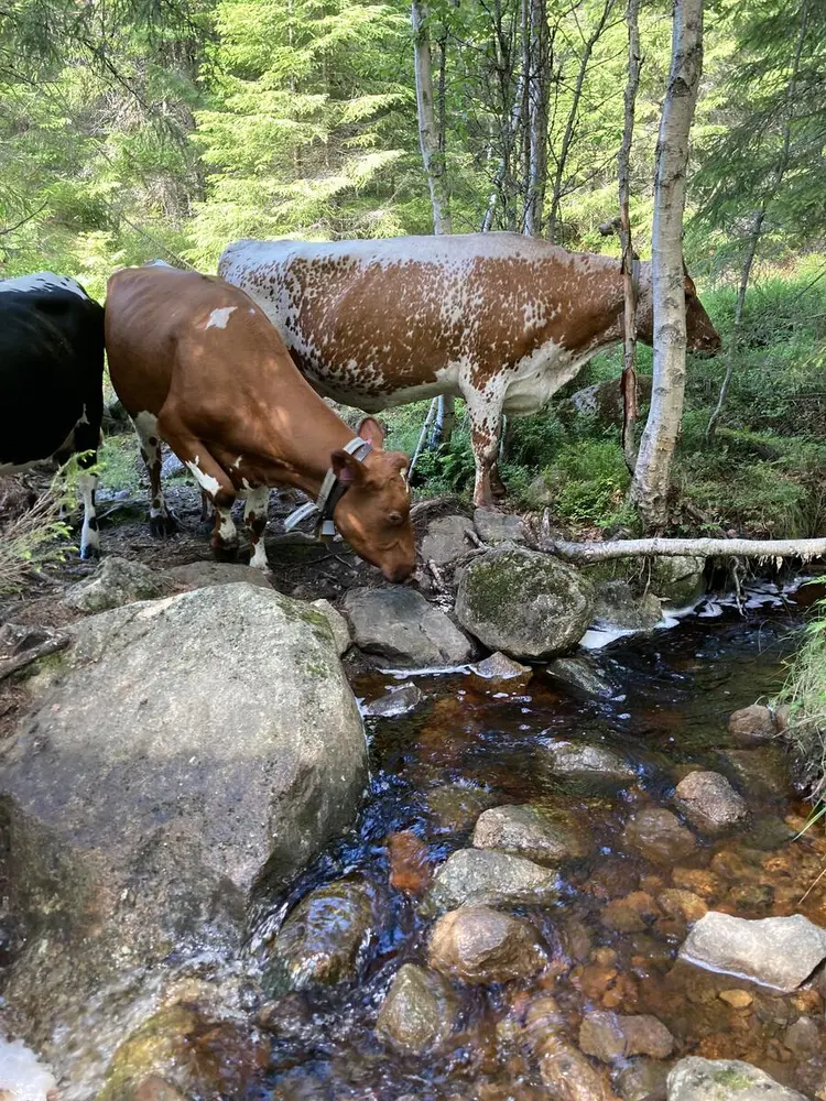 Tre kuer som har stoppet opp ved en bekk i skogen. En ku er svart og hvitt, mens de to andre er brune og hvite.