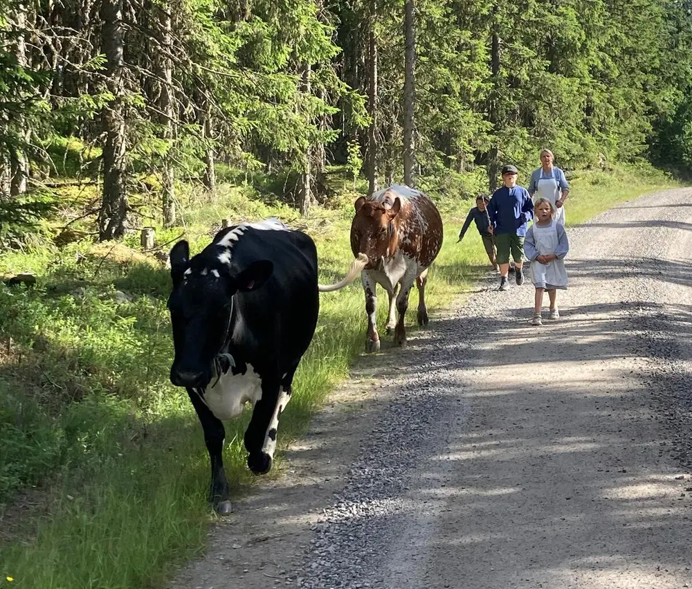 Kuer på veg til sætra. To kuer som blir fulgt til seters med tre barn og to voksne.