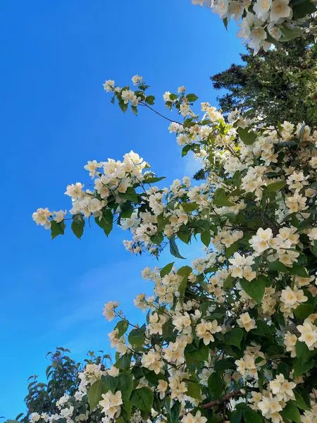 Bildet viser en hage med vakre blomster.