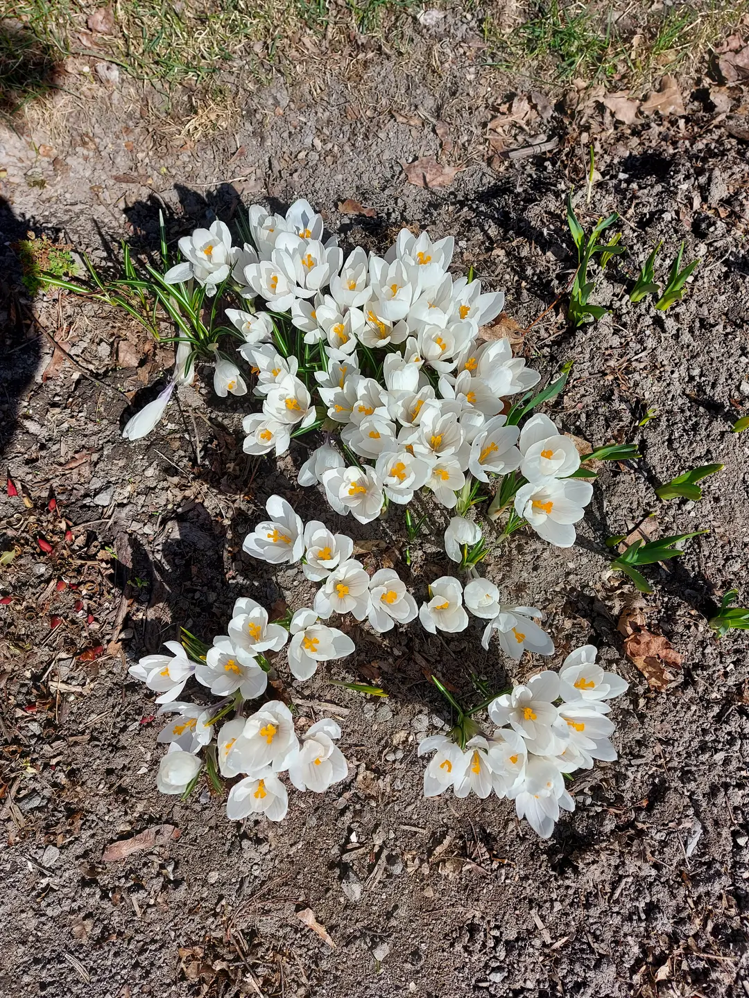 Bildet viser en hage med vakre blomster.