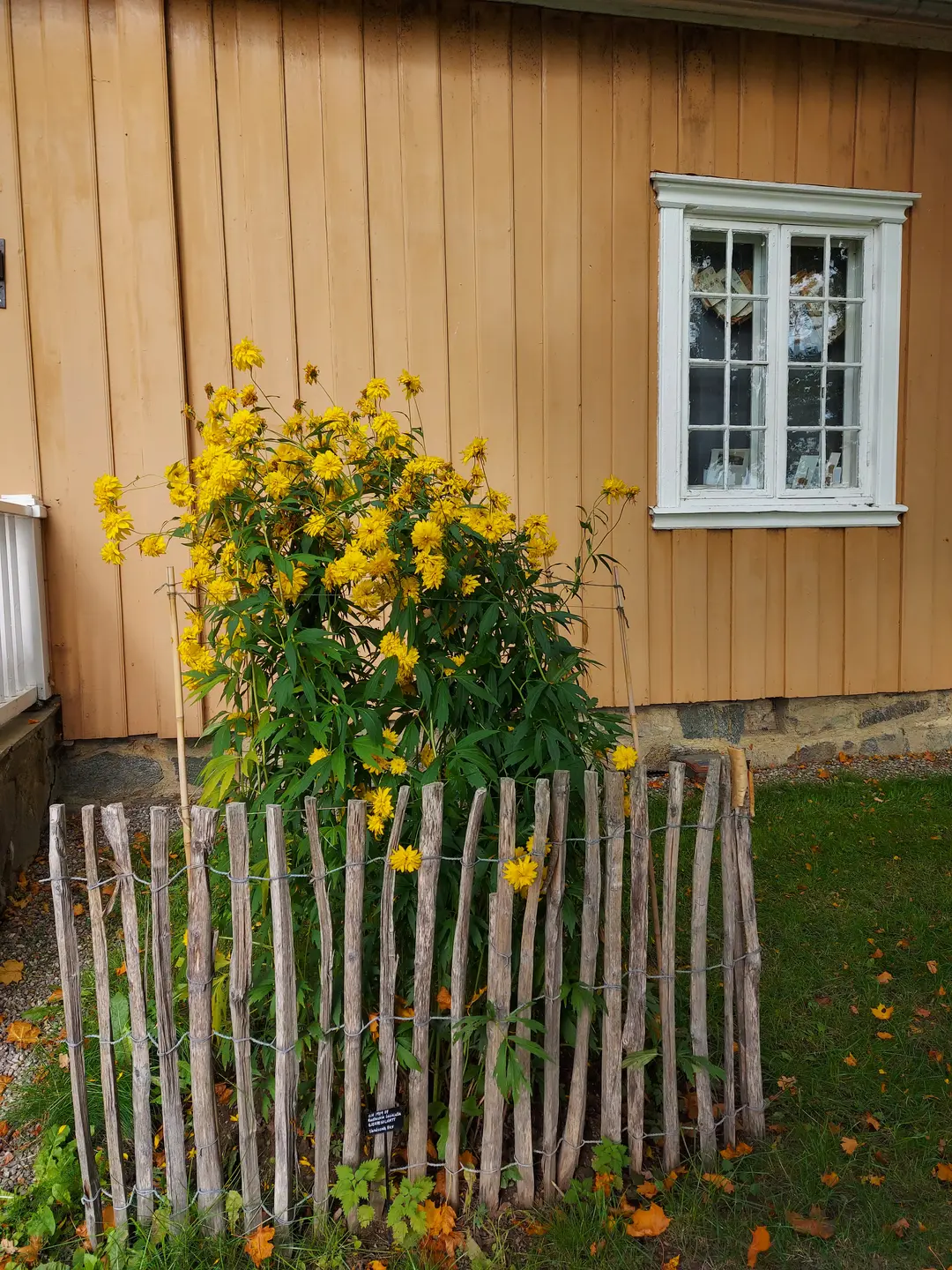 Bildet viser en hage med vakre blomster.