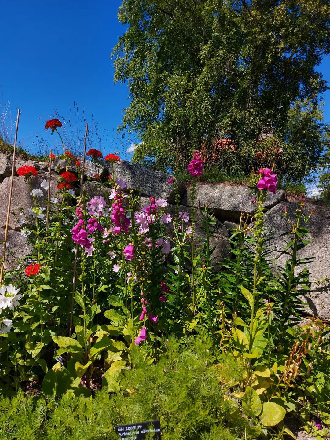 Bildet viser en hage med vakre blomster.