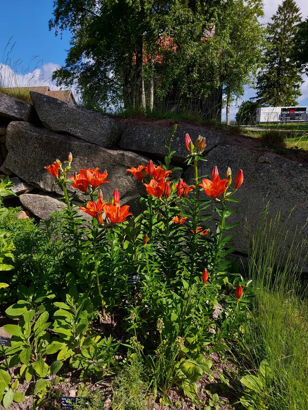 Bildet viser en oransje blomst.