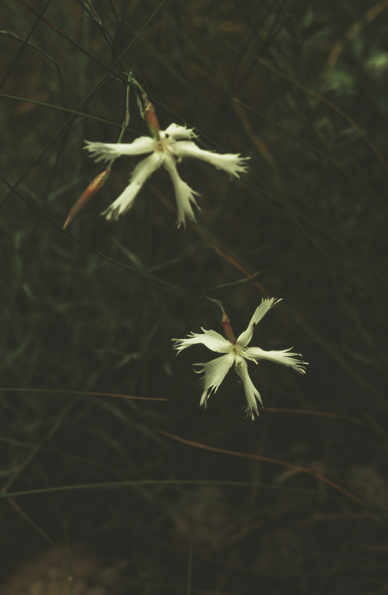 (dianthus seratinus).