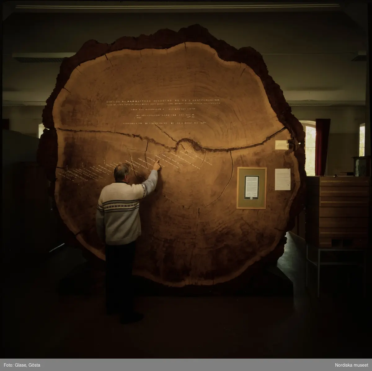 En man pekar på en tidslinje av årsringar. Utställning. "Sektion av mammutträd".