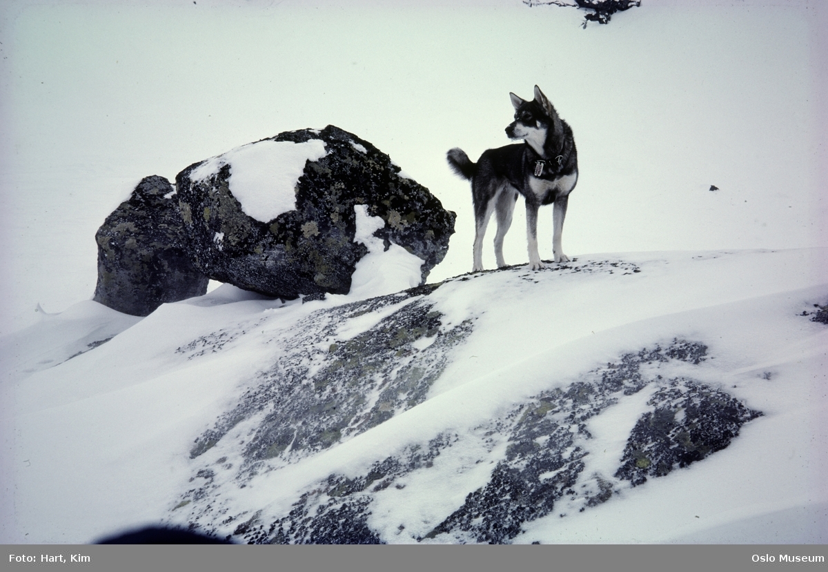 berg, stein, hund, snø
