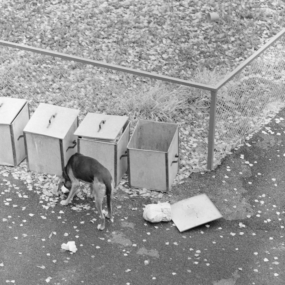 Hundebesøk i søppelkasser i Røa centrum