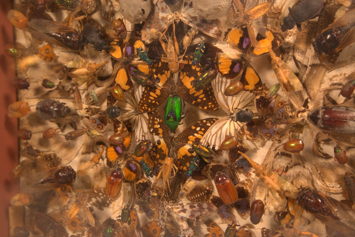 Glasskasse  med insekter og biller fra Egypt, ca 150stk