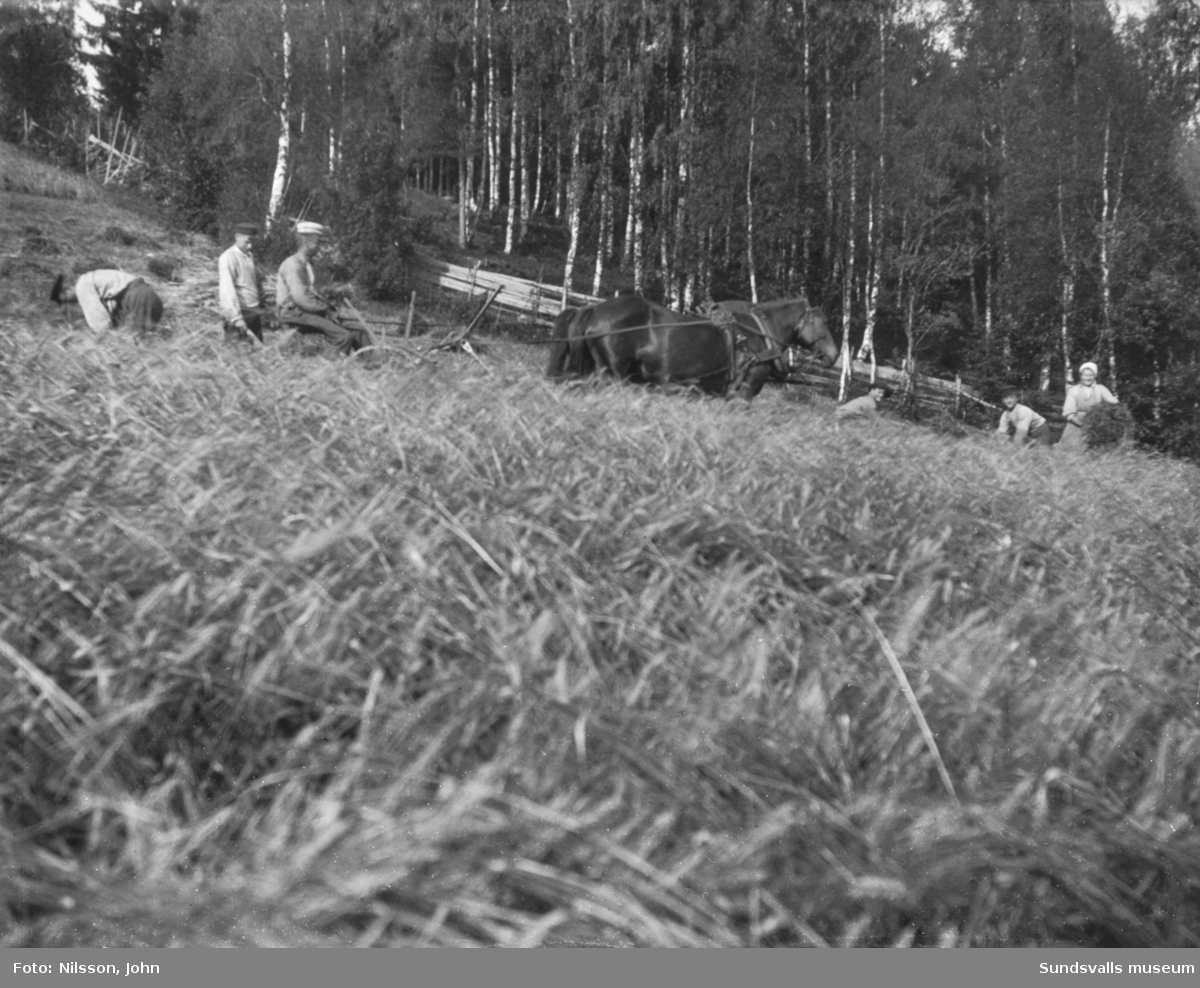 Tre bilder från kornskörd på Roken 1:7 i Laggarberg. Åtta personer och två hästar som drar en självbindare. I bakgrunden på första bilden syns en av mangårdsbyggnaderna samt uthus.