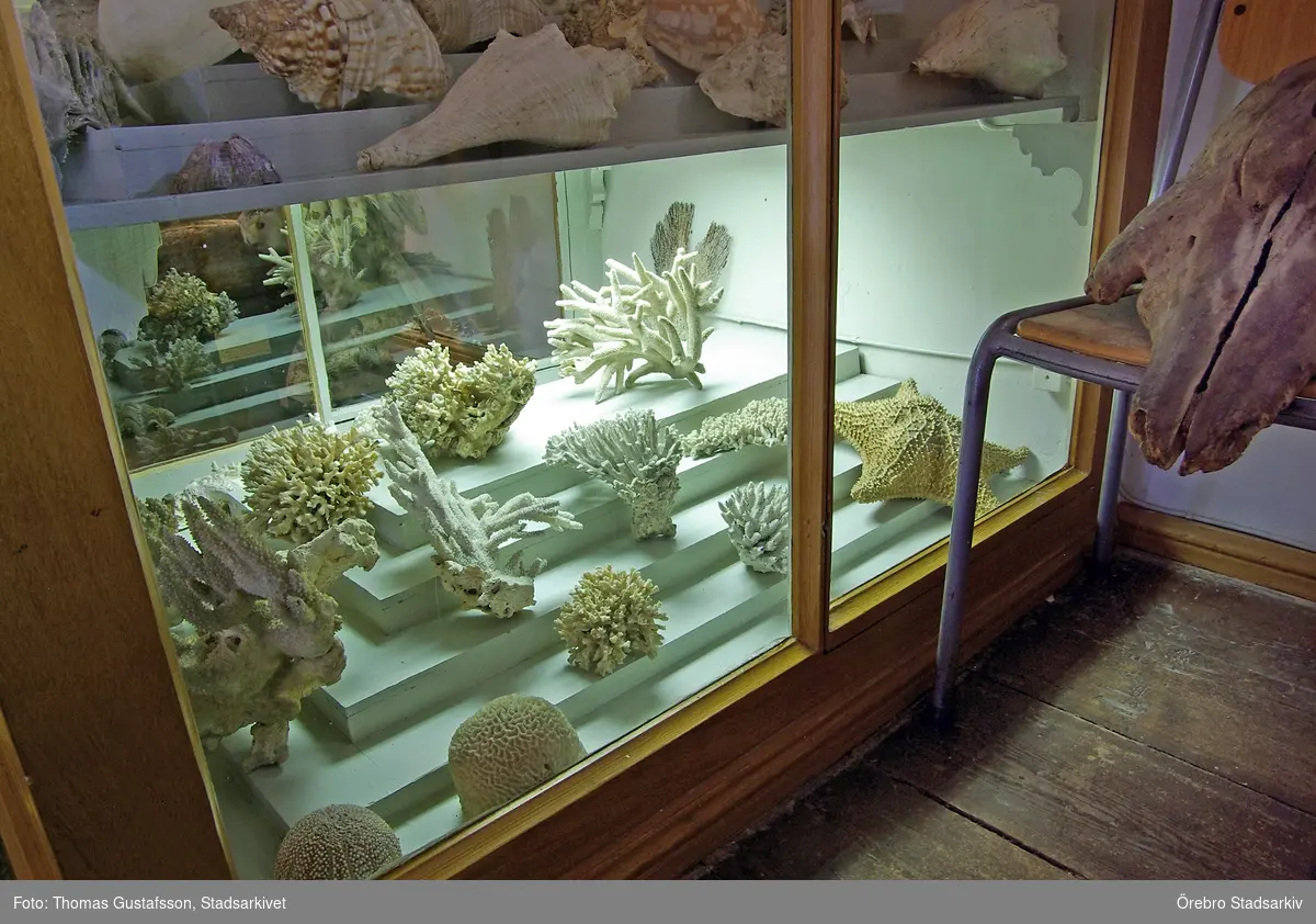 Snäckor och koraller på Biologiska museet