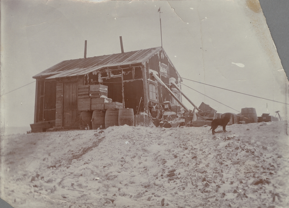 Fotografi från första svenska Antarktisexpeditionen 1901-1904. Motiv av huset på Snow Hill. I förgrunden står en hund.