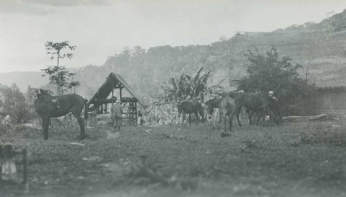 Fotografi från expedition till Peru 1920. Motiv av hästar i en slags hage nära djungeln.
