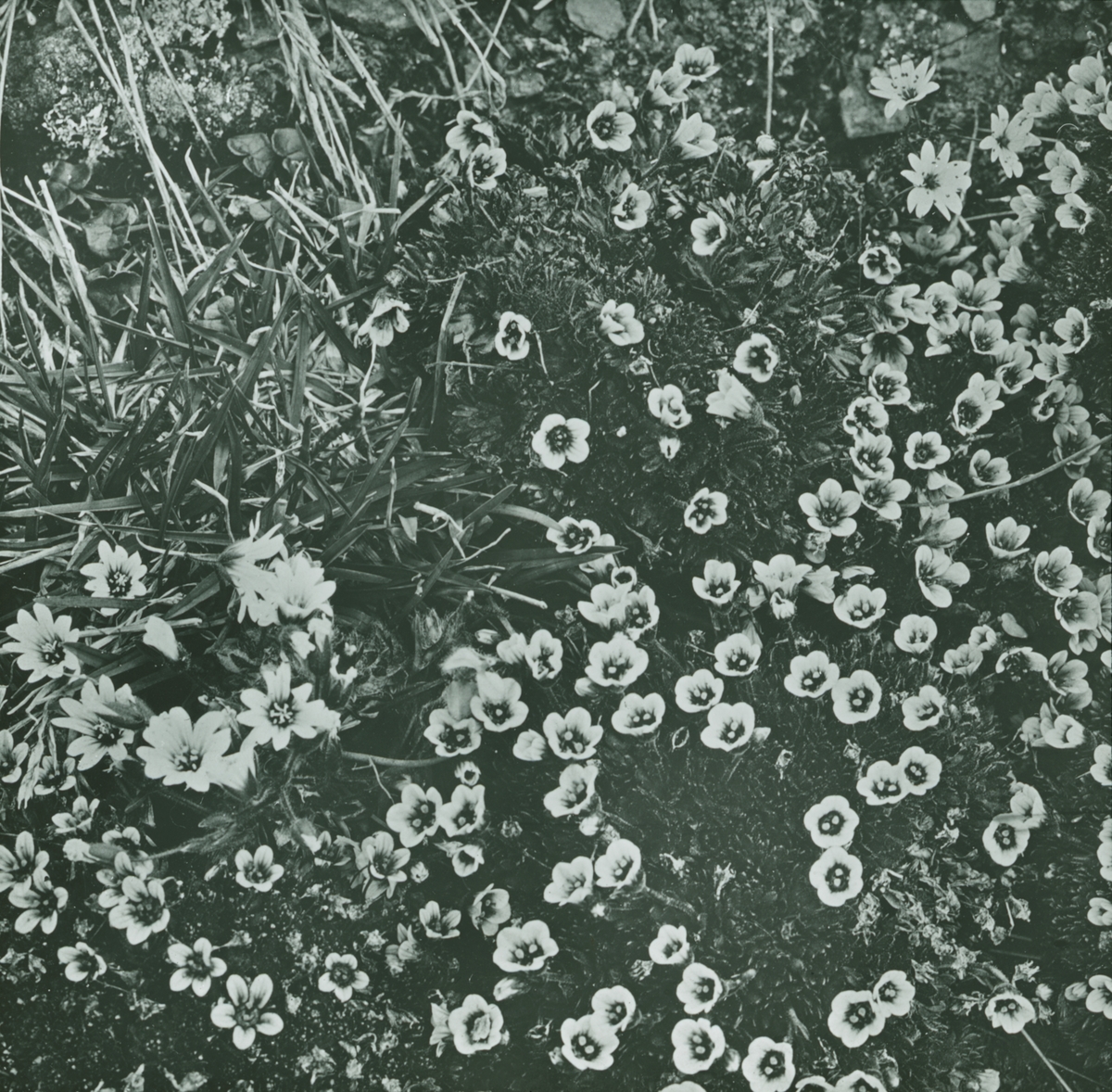 Fotografi från expedition till Spetsbergen. Motiv av blommor.