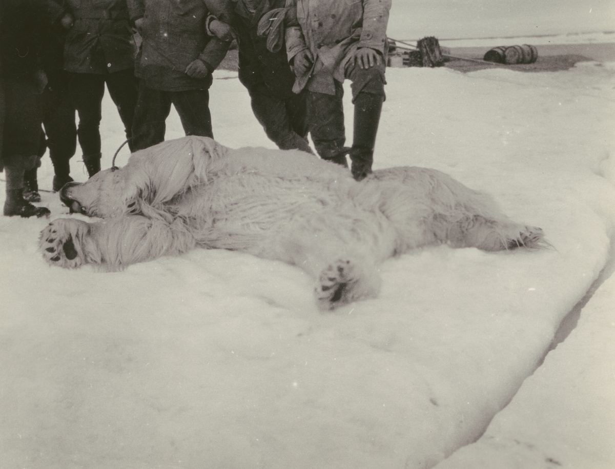 Fotografi från Ahlmannexpeditionen 1931. Motiv av ett antal män som poserar vid skjuten isbjörn.