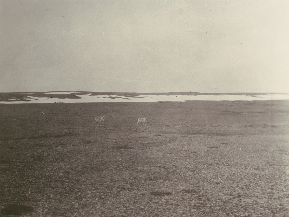 Fotografi från Ahlmannexpeditionen 1931. Vy över kargt landskap med två renar i mitten.