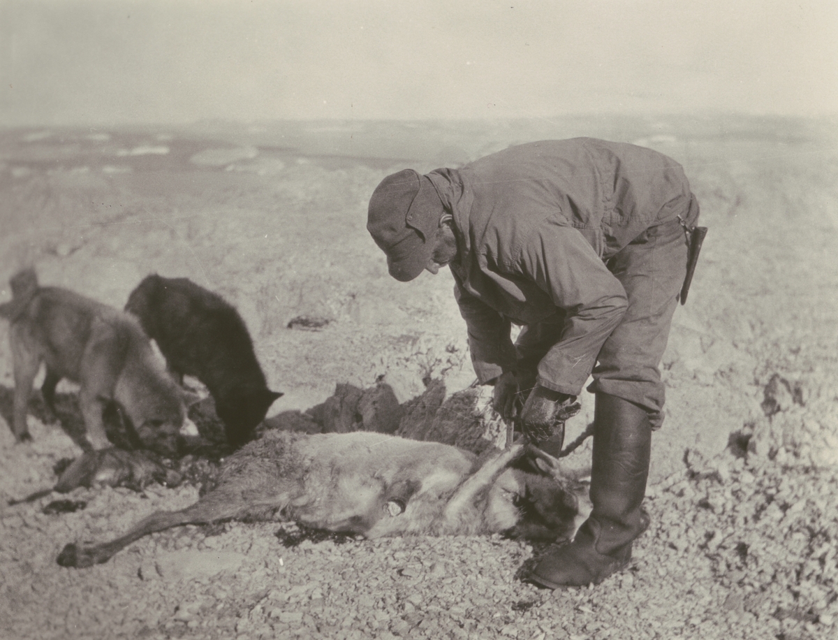Fotografi från Ahlmannexpeditionen 1931. Motiv av man och två hundar vid dödad ren.