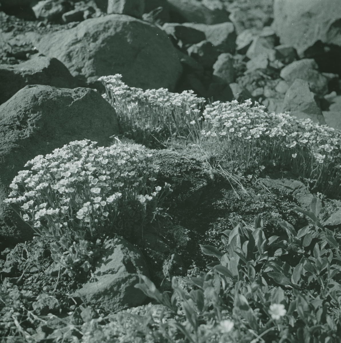 Fotografi från expedition till Spetsbergen. Motiv av blommor och stenar.