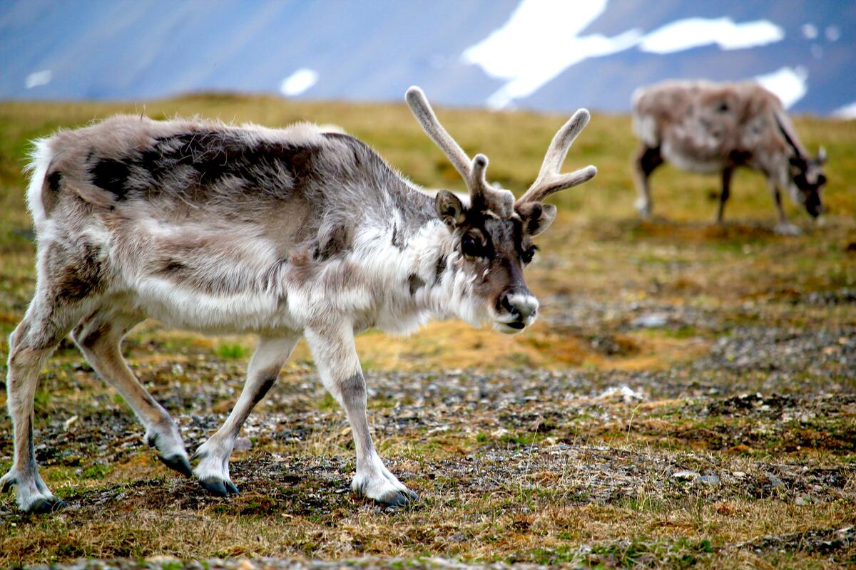 Svalbard’s fauna - Svalbard Museum